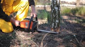 Best Tree Disease Treatment  in San Ysidro, NM